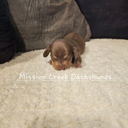 Boy 1 - Chocolate and tan male Dachshund puppy in Winchester, Idaho from Mission Creek Dachshunds
