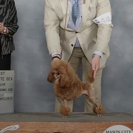 Joellen - Poodle