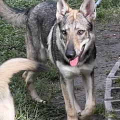 DireWolf Total Eclipse of the Heart - Gray Czechoslovakian Vlcak puppy in Florida from DireWolf Pack