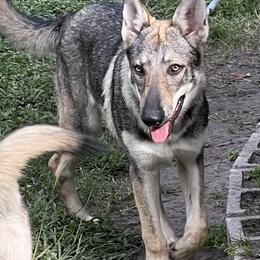 DireWolf Total Eclipse of the Heart - Gray Czechoslovakian Vlcak puppy in Florida from DireWolf Pack