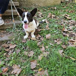 Hank - Cardigan Welsh Corgi