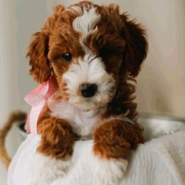 Goldendoodles from WonderDoodles