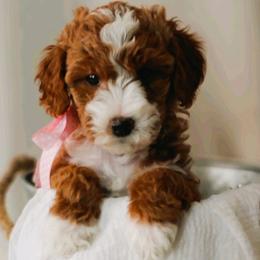 Goldendoodles from WonderDoodles