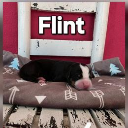 Flint - Tri-color male Bernese Mountain Dog puppy in Independence, Virginia from Thornton Bernese Mountain Dogs