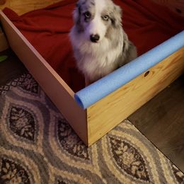 Australian Shepherd All Grown Up from Nana's Wild and Wonderful Aussies