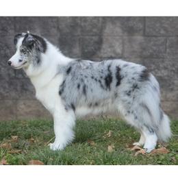 Shayla - Blue merle female Border Collie puppy in Dunn, North Carolina from Coylety Kennel