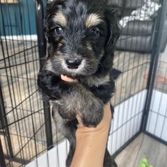 Sheepadoodle and Whoodle Puppies from Aisling Pups