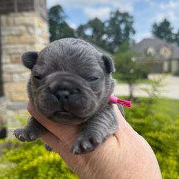 Malibu pink collar girl - Brindle and white female French Bulldog puppy in Willis, Texas from Grandiose Frenchies