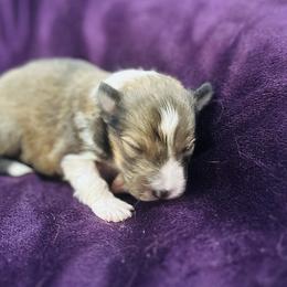 Sable female - Sable and white female Shetland Sheepdog puppy in North Weeki Wachee, Florida from Jesstar Shetland Sheepdogs