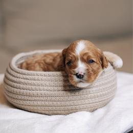 Blue collar boy - Red male Cavapoo puppy in Duncan, South Carolina from Abner Creek Poodles & Doodles