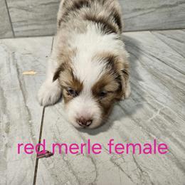 Myas Indy pink - Red merle female Australian Shepherd puppy in Arbela, Missouri from County Line Aussies