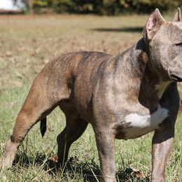 American Bullies from Sunset Acre Bullies