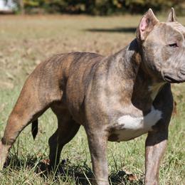 American Bullies from Sunset Acre Bullies