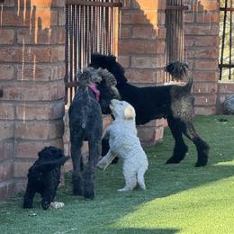 Goldendoodle Puppies from Arizona Doodles