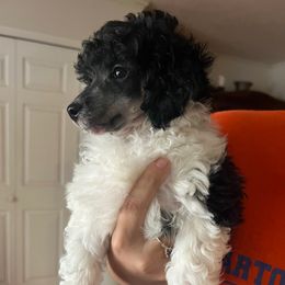 Apollo yellow - Parti male Poodle puppy in Winter Haven, Florida from Herdez’s Poodles