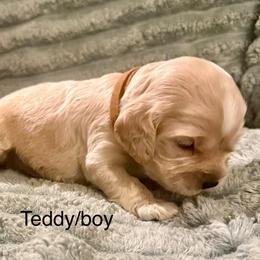 Teddy - Buff male Cocker Spaniel puppy in Sumter, South Carolina from Cocker Eclipse In Home Kennel