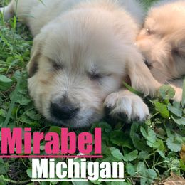 Golden Retriever Puppies from Nina's Golden hour