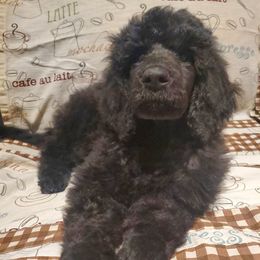 Java - Black male Poodle puppy in Lubbock, Texas from Hidden Gems