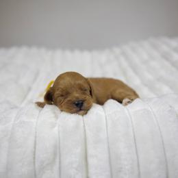 Honey - Red female Cavapoo puppy in Queen Creek, Arizona from Dulcito Doodles