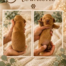 Hermonie - Fawn (isabella) and cream female Dachshund puppy in Spraggs, Pennsylvania from Hickory Hills Farm