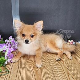 Pepper's Long Shot - Archer - Blue merle male Pomeranian puppy in Plant City, Florida from Pepper's Pomeranians
