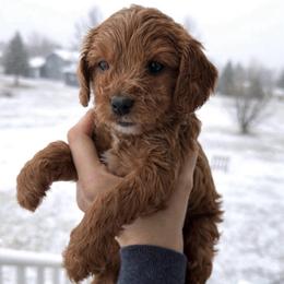 Ryder - Apricot male Cavapoo puppy in Battle Lake, Minnesota from Panda Puppies