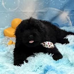 Black Male - Black male Bouvier des Flandres puppy in Nunn, Colorado from Blood Family Frenchies and Bouvs
