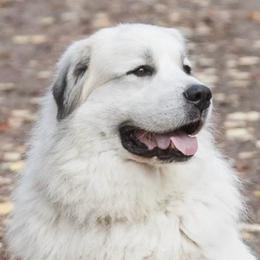 Knute - Great Pyrenees