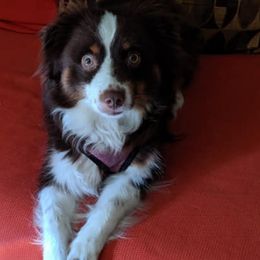 Toy Australian Shepherds from Doe-Trails Toy Aussies