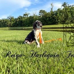 Reign - Black female Great Dane puppy in Prairieville, Louisiana from Southern Barron Danes & Dachshunds