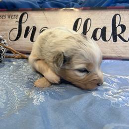 Lila - Blue merle female Australian Shepherd puppy in Marshfield, Vermont from Discovery Hill Australian Shepherds