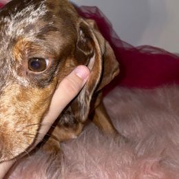 Callie - Dachshund