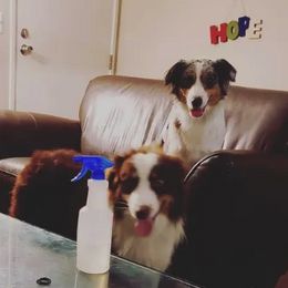 Australian Shepherds from Spunky Farms Aussies