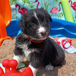 Border Collie Puppies from Stag Valley Homestead