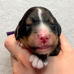 Eliza (Purple collar) - Tri-color female Bernedoodle puppy in Boiling Springs, South Carolina from OlliePups, LLC