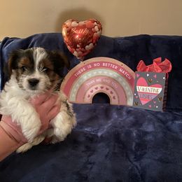 Yorkshire Terrier Puppies from Sweet Fur Babies