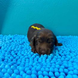 Dove - Chocolate female Dachshund puppy in Wolf Lake, Indiana from Canisteo Dachshunds