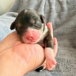 Girl 4 - Tri-color female Bernedoodle puppy in Pottstown, Pennsylvania from Willow-Be Doodles