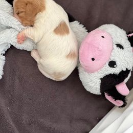 Cavachon, Cavalier King Charles Spaniel, and Cavapoo Puppies from LierChonPoo