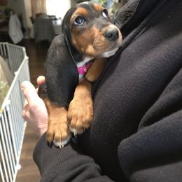 Basset Hound and Dachshund Puppies from V's Southern Angels