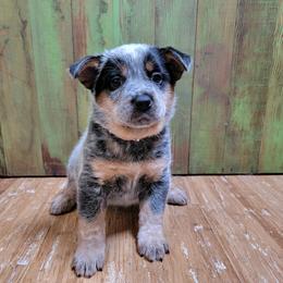 Lua, Tan Collar - Blue speckled female Australian Cattle Dog puppy in Riverton, Utah from Rundown Ranch Cattle Dogs