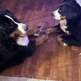 .Freyja - Bernese Mountain Dog