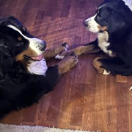 .Freyja - Bernese Mountain Dog