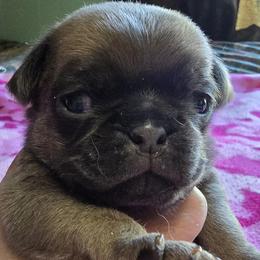 Pug Puppies from Royal House of Pugs