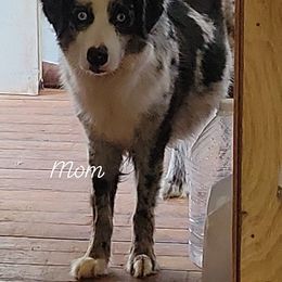 Suki - Australian Shepherd