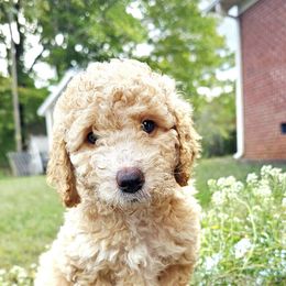 Letty - Merle female Goldendoodle puppy in Trinity, North Carolina from Gallimore Doodles