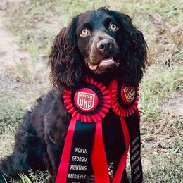 Briney - Boykin Spaniel