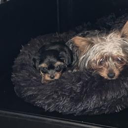 Yorkshire Terrier Puppies from Missy Lu Lap Puppies