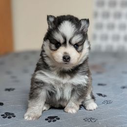 Mira Female Blue Eyes - Black and white female Pomsky puppy in Hurleyville, New York from My Crazy Pomskys