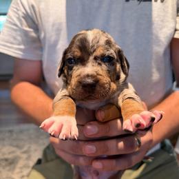 Saffron - Blue merle male Catahoula Leopard Dog puppy in Danielsville, Georgia from Sheepcote Farm Catahoula’s